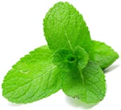 mint leaf duplicate