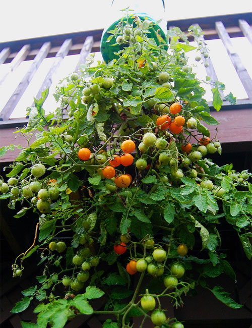 This spacesaving technique will benefit those with limited garden