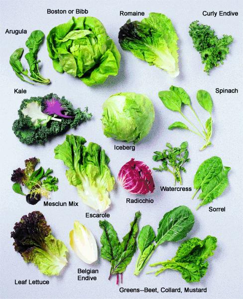 SALAD BASICS