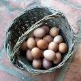 eggs