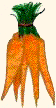 carrot