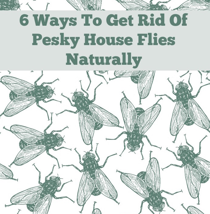 How to get rid of flies from the house - 3 key tricks to remove pesky flies