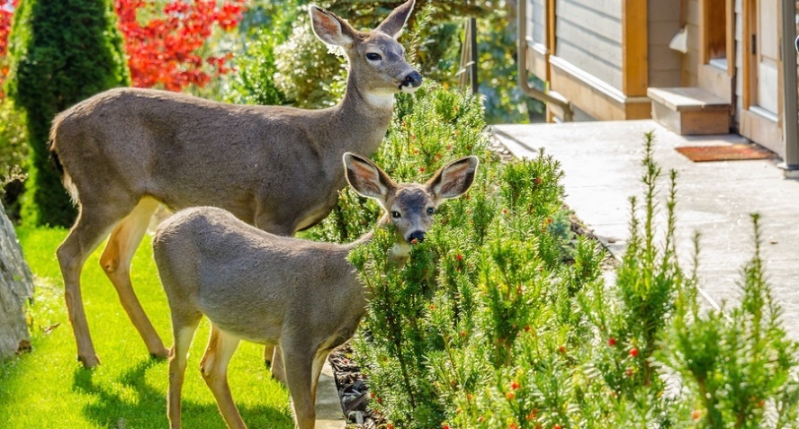 Proven Deer Repellant From The Kitchen