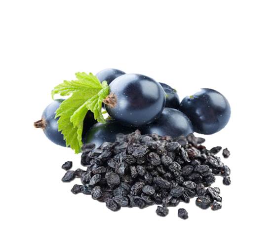 Dried Black Currants 250g � LeMed