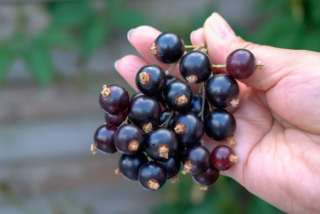 Are black currants illegal in the United States?