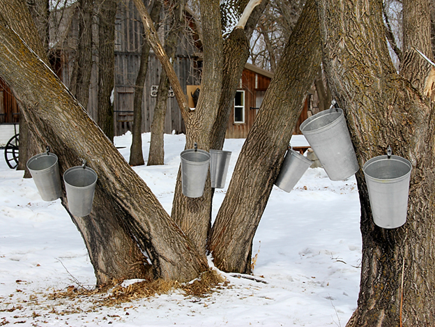 Maple Producers Set New Syrup Harvest Record - CentralAlbertaOnline.com - Local news, Weather, Sports, and Job Listings for Central Alberta, including Lacombe, Red Deer, Ponoka.