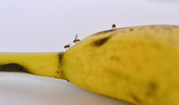 Why You Should Wash Your Bananas As Soon As You Get Home