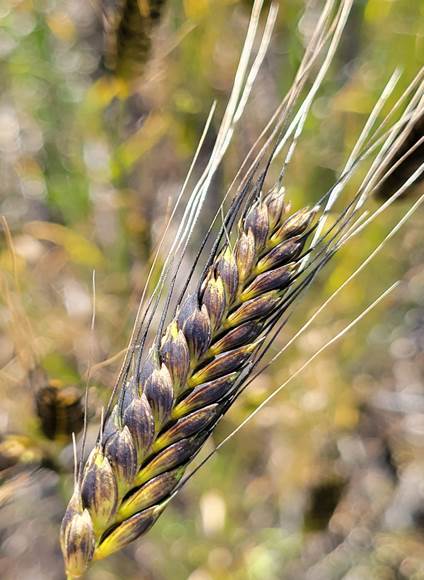 What Is Einkorn? The Ancient Wheat You've Never Heard Of | Better Grain