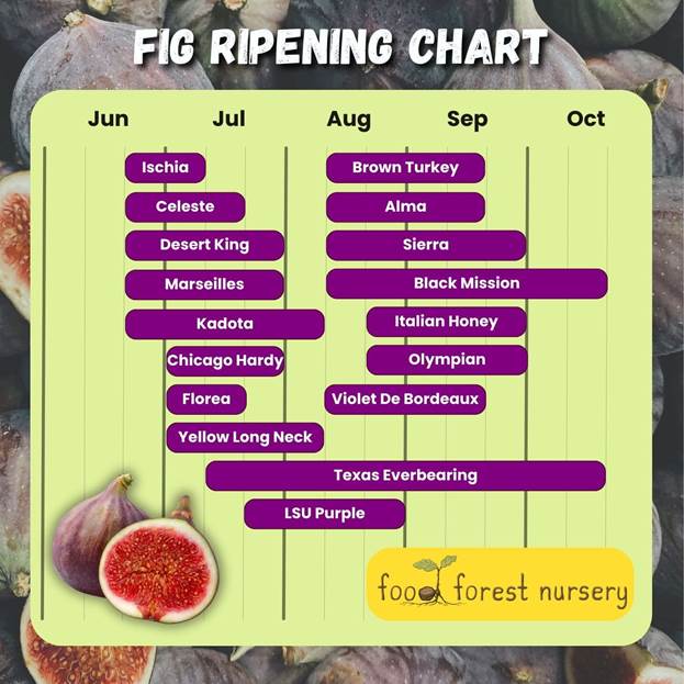 Fig Ripening Chart - When Are Figs In Season?