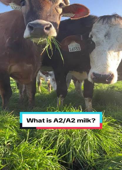 Learn a little about A2/A2 milk—a star ingredient in our organic A2/A2 Whole Milk Shakes. 🐮🥛 Gorgeous cow videos courtesy of @Alexandre Family Farm , who we partnered with for these yummy new pouches. ...