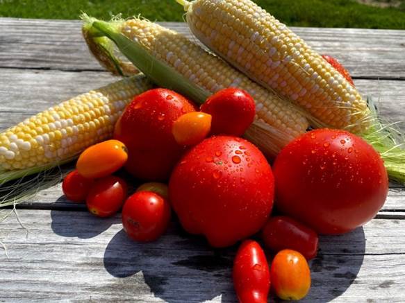 Savor the Flavors of Sweet Corn & Tomato Season | Alstede Farms | NJ
